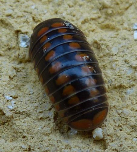 Glomeris esterelana